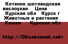 Котенок шотландская вислоухая  › Цена ­ 2 000 - Курская обл., Курск г. Животные и растения » Кошки   . Курская обл.